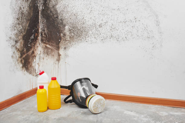 Best Fast Mold Removal  in Sandy Springs, SC