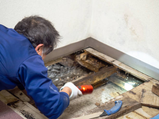 Best Local Mold Removal Service  in Sandy Springs, SC