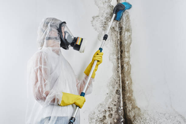 Professional Mold Removal in Sandy Springs, SC