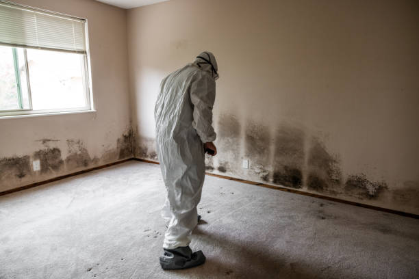 Best Residential Mold Removal  in Sandy Springs, SC